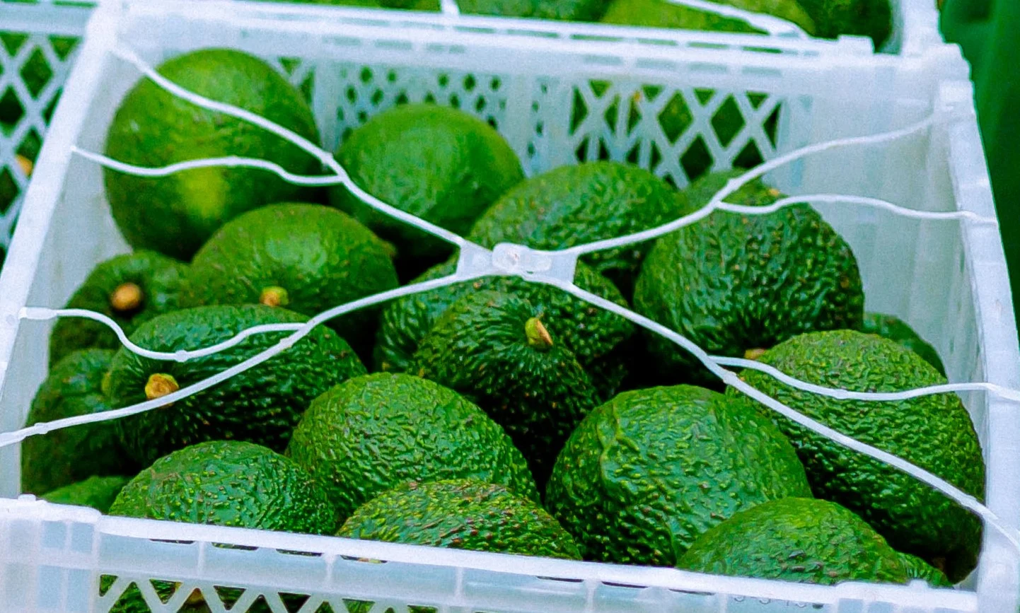 Export-Grade Hass Avocados