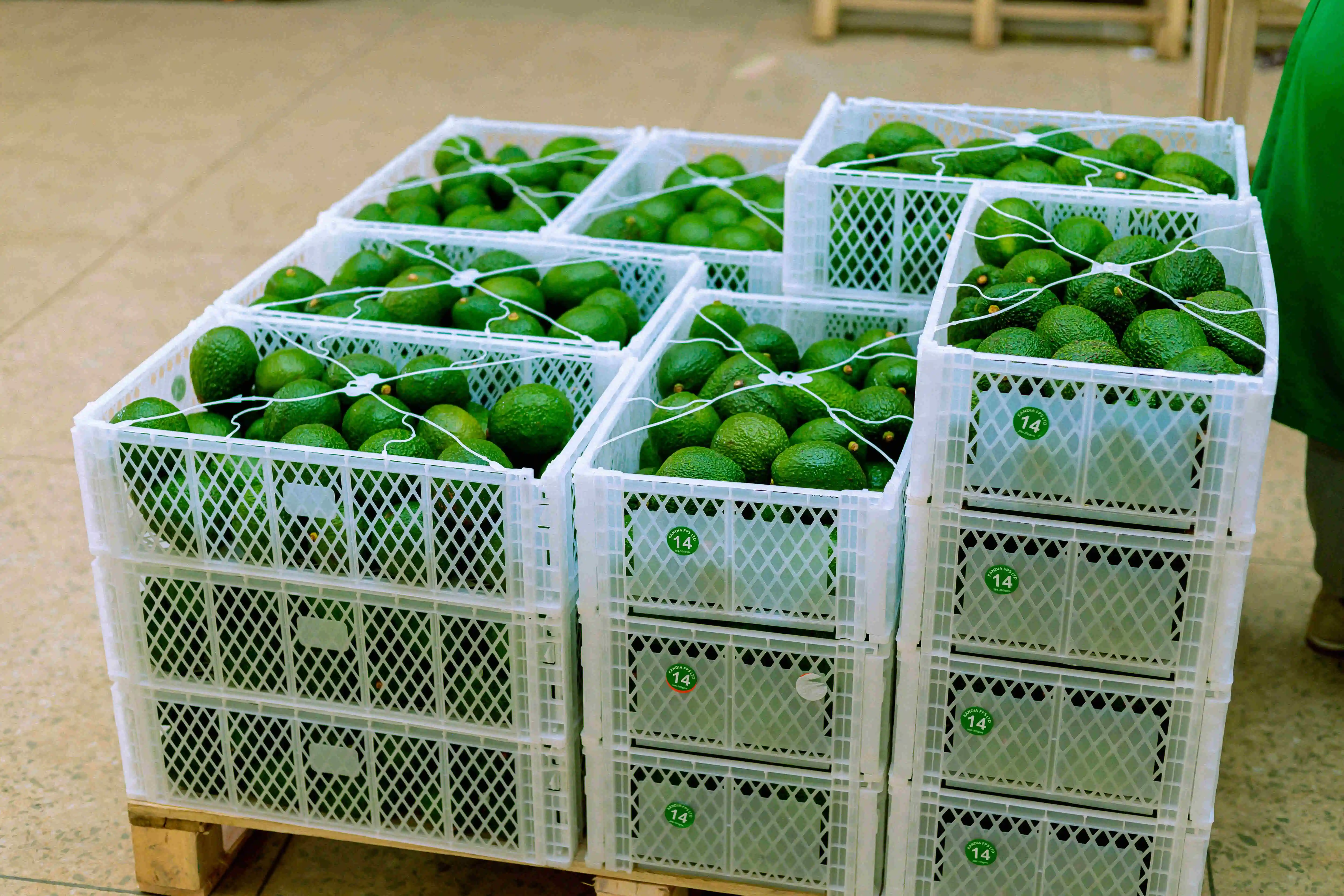 Premium Tanzania Hass Avocados by Evolve Harvest
