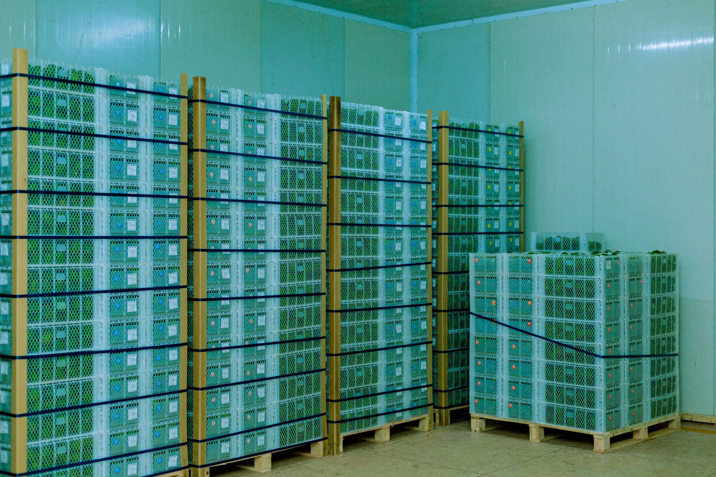 Cold-Chain Logistics
