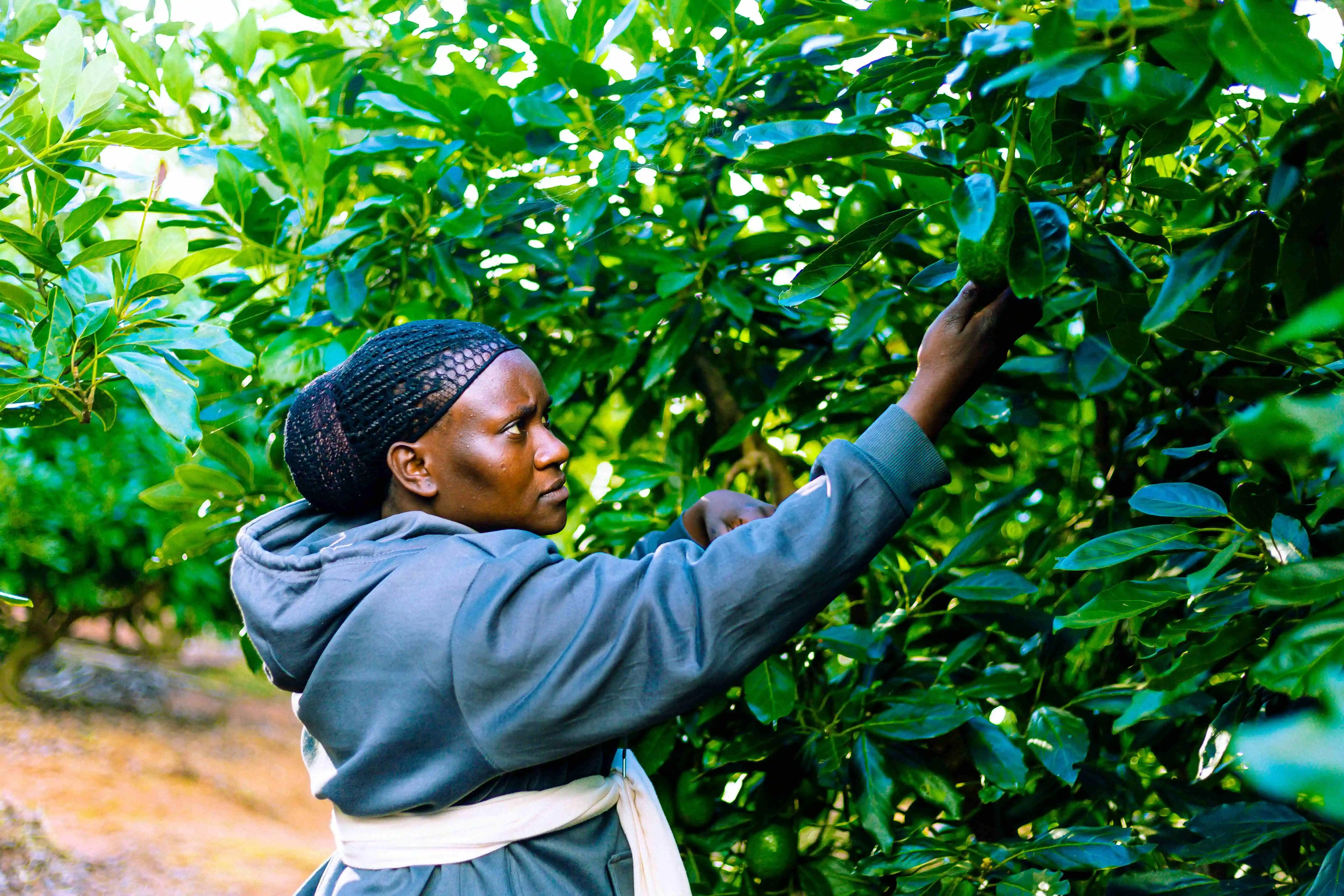 Picking Hass Avocado
