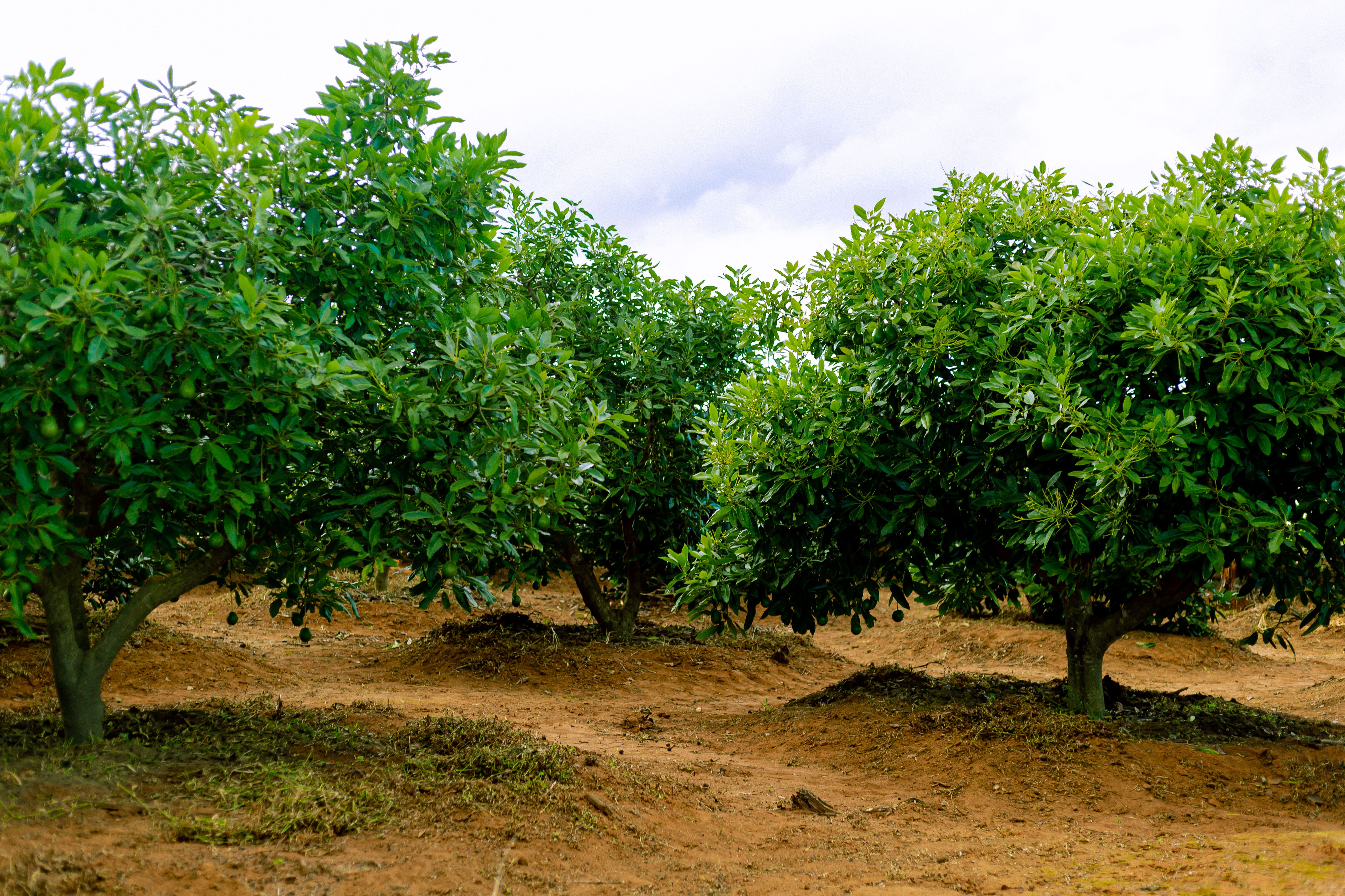 Agricultural Operations
