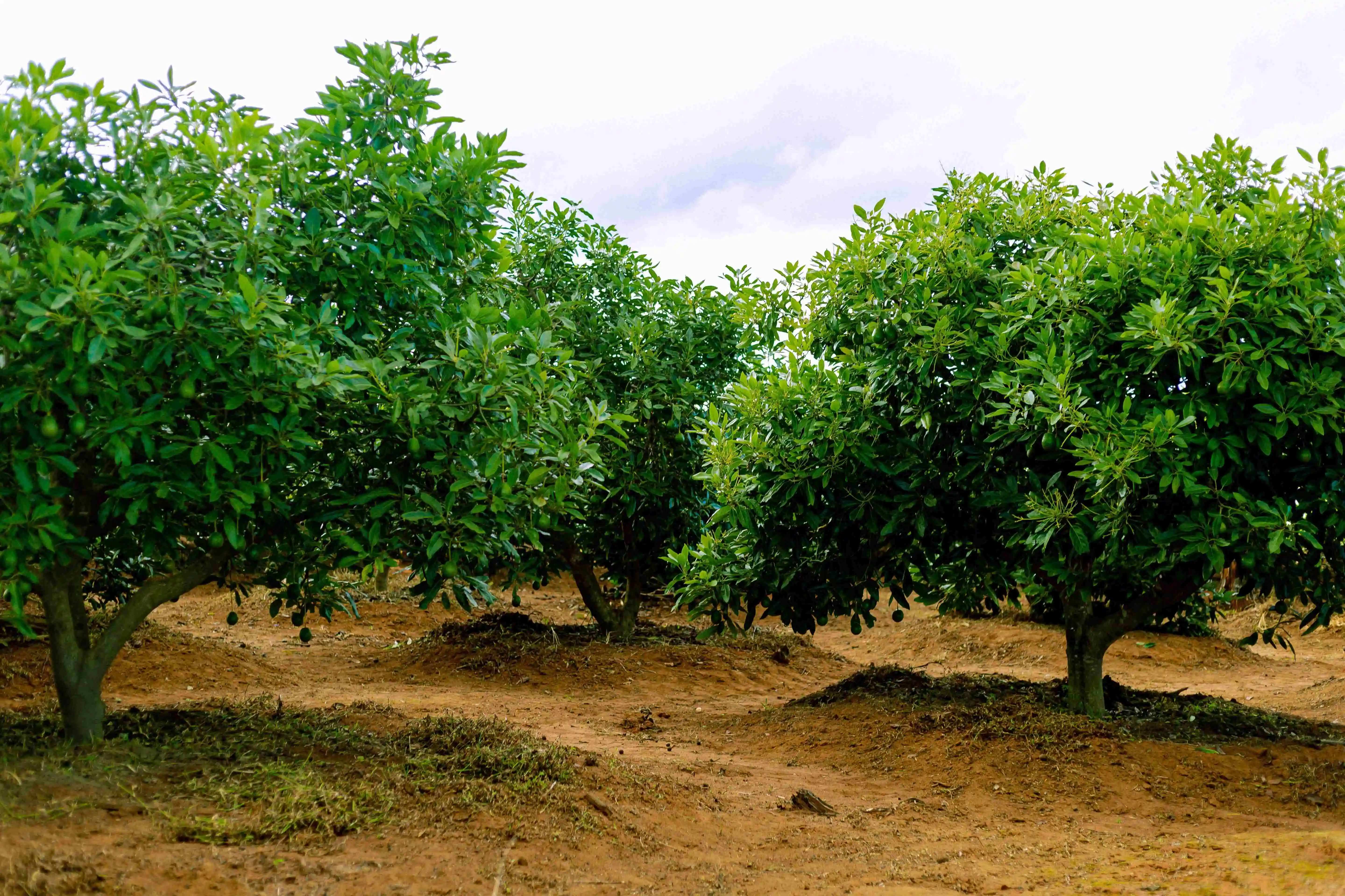 Avocado Farm