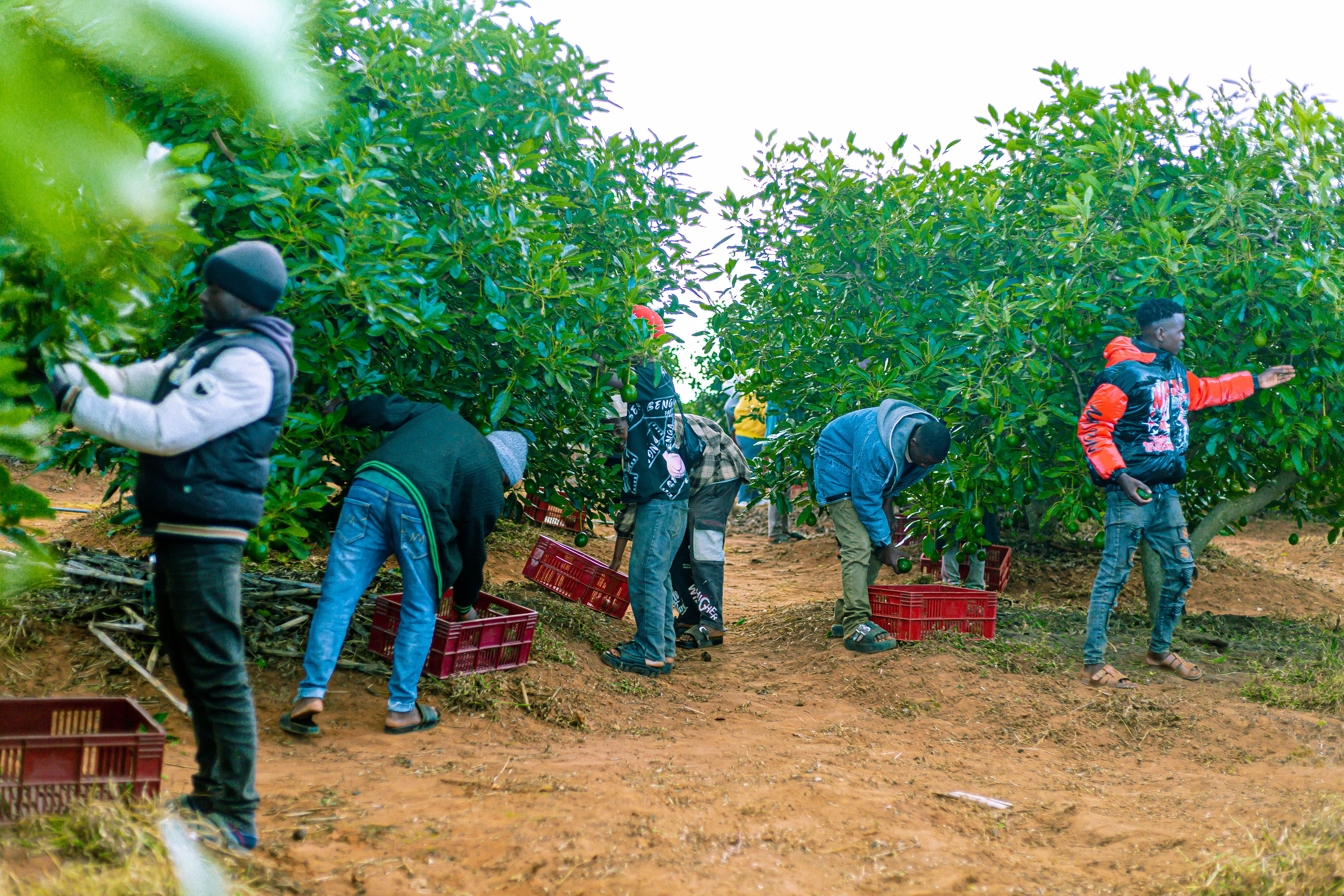 Network of Farmers