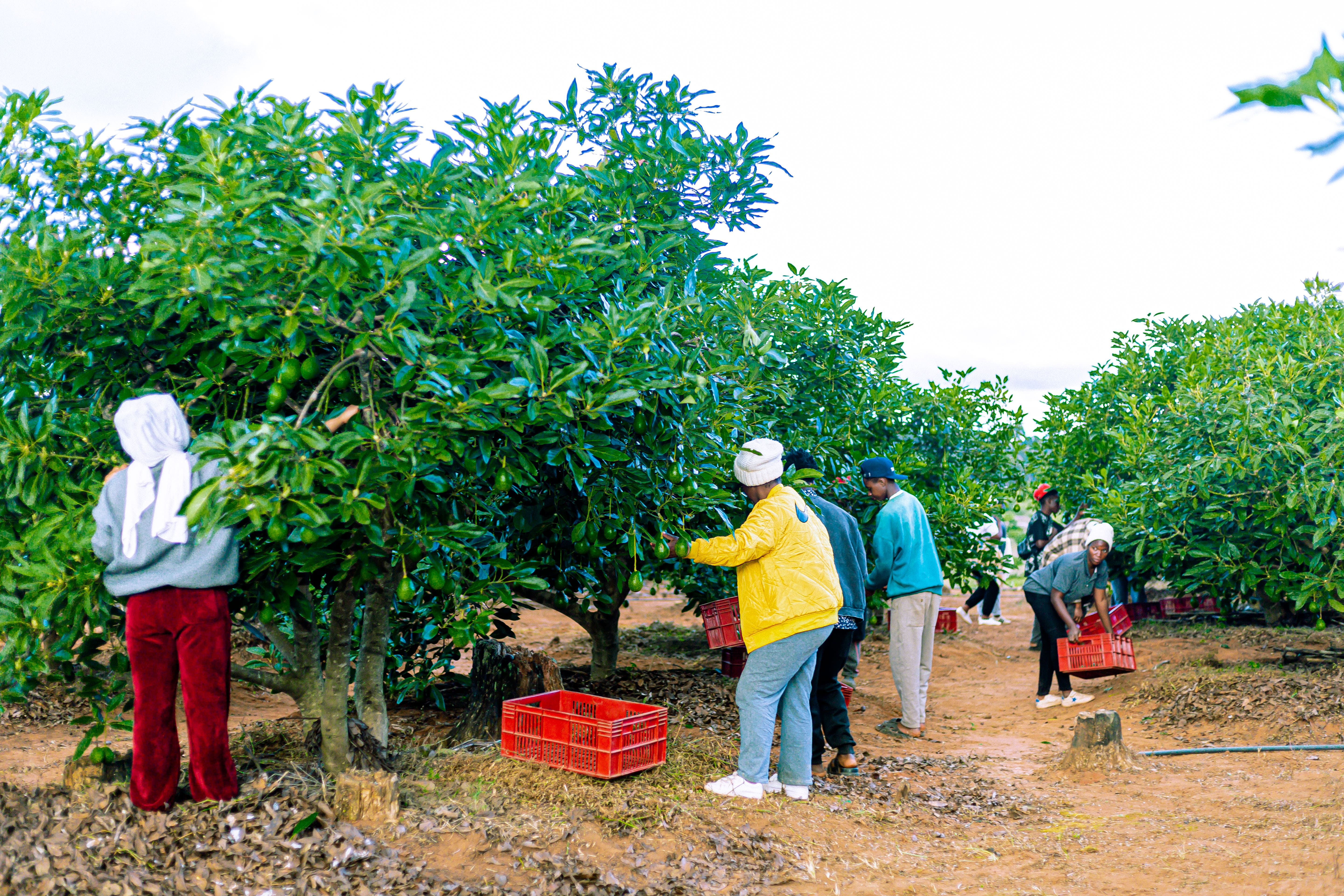 Farmer Community